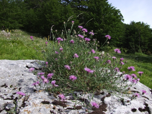 Fioriture in quota